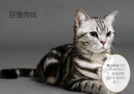 寵物行業(yè)短視頻運營的小妙招分析